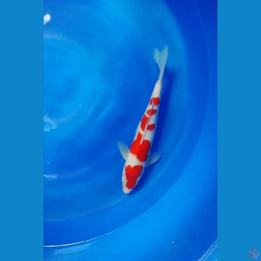 kohaku