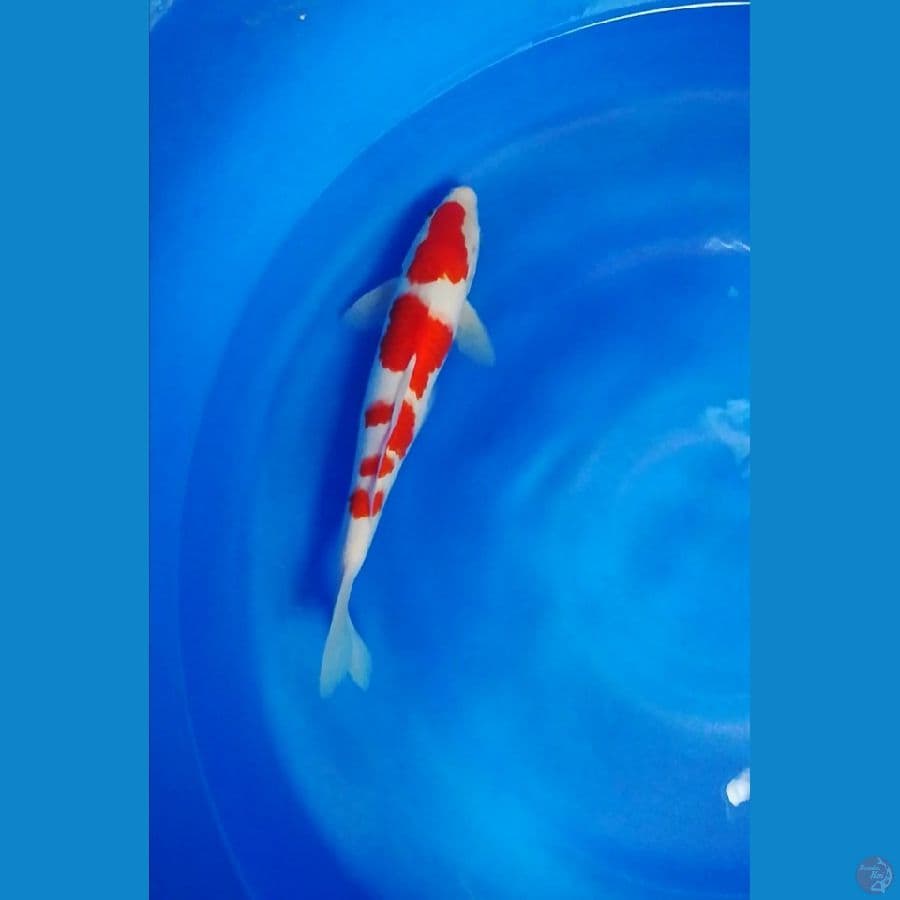 kohaku