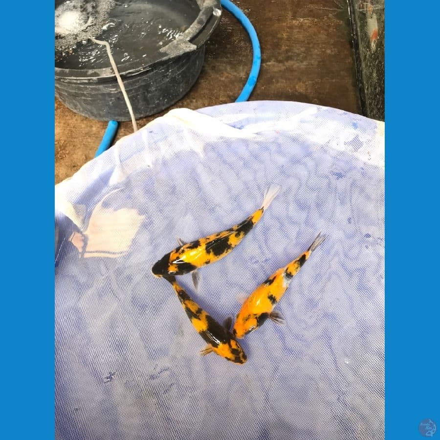 showa kuning 16-20cm ORIE