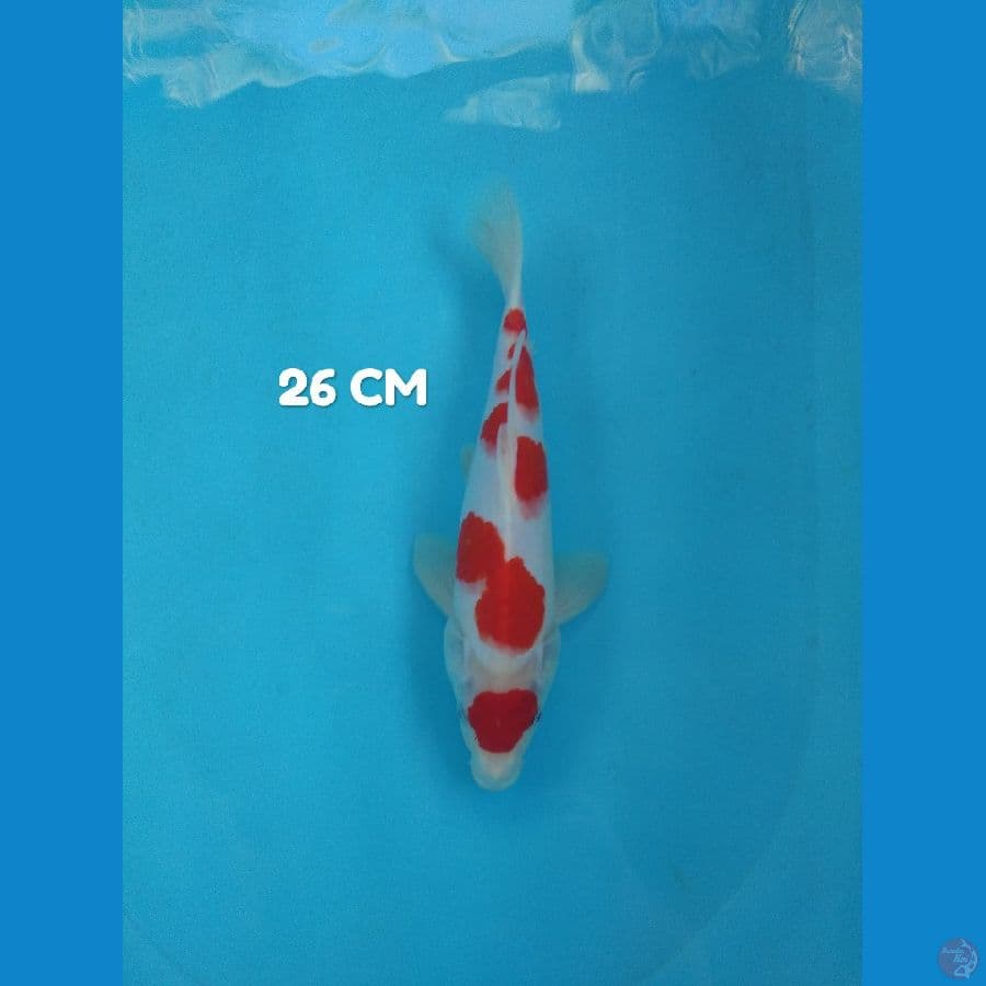maruten jantan 26 cm SQ ori