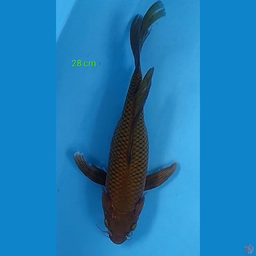 kumpay tembaga 28 cm HQ ???? ring bagus