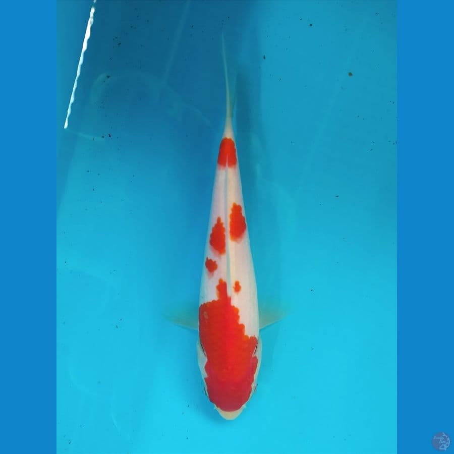 KOHAKU 19CM UNCHEK 