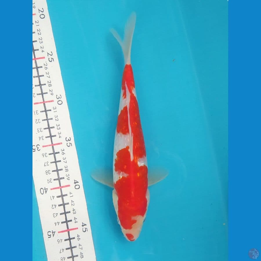 KOHAKU GINRIN 24CM MALE