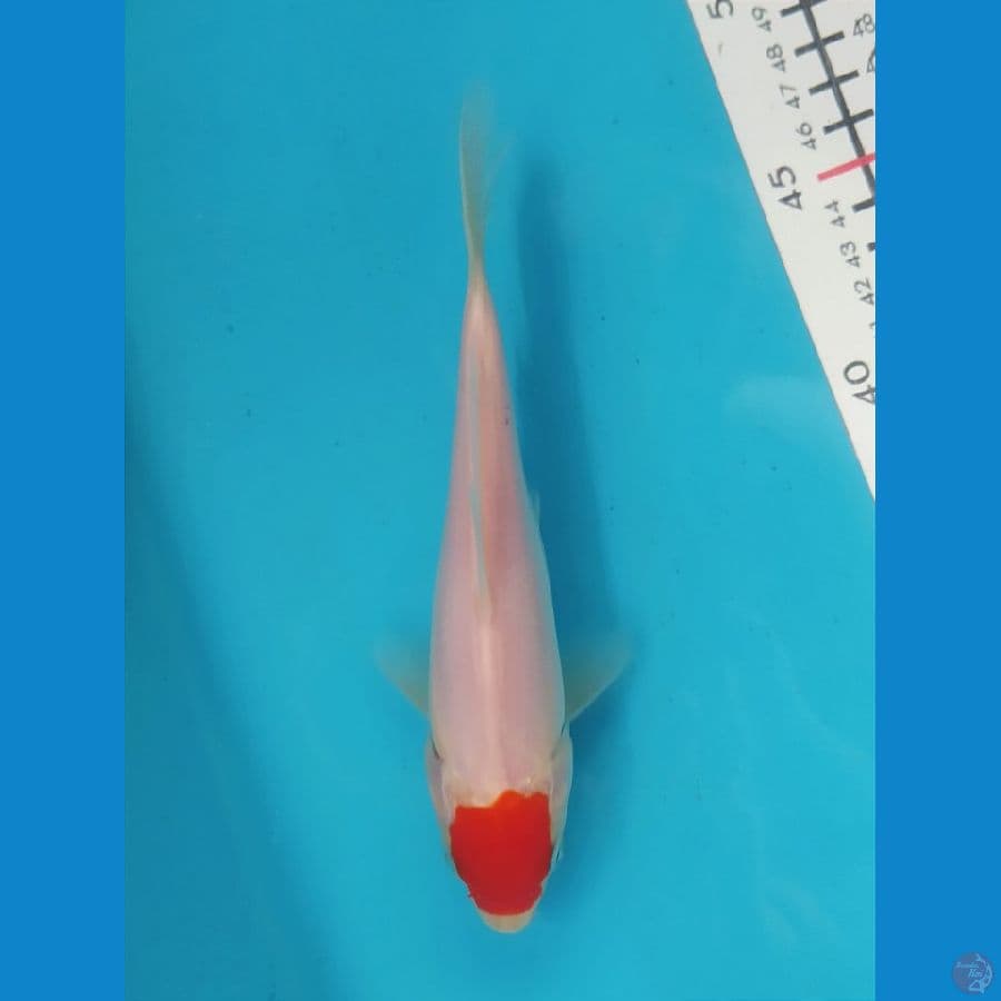 TANCHO KOHAKU 17CM UNCHEK