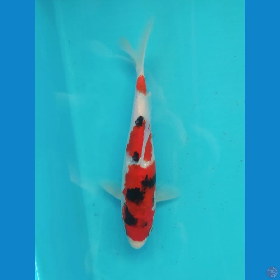 SANKE 19CM UNCHEK