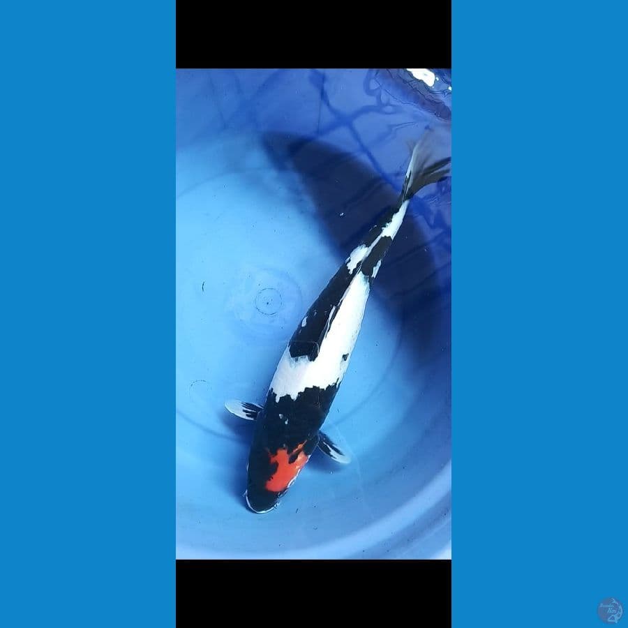 tancho showa 45cm
