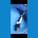 tancho showa 45cm