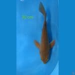 kumpay karasi 30 cm 