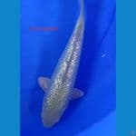 sora goi jantan ginrin 26 cm bodi jos 