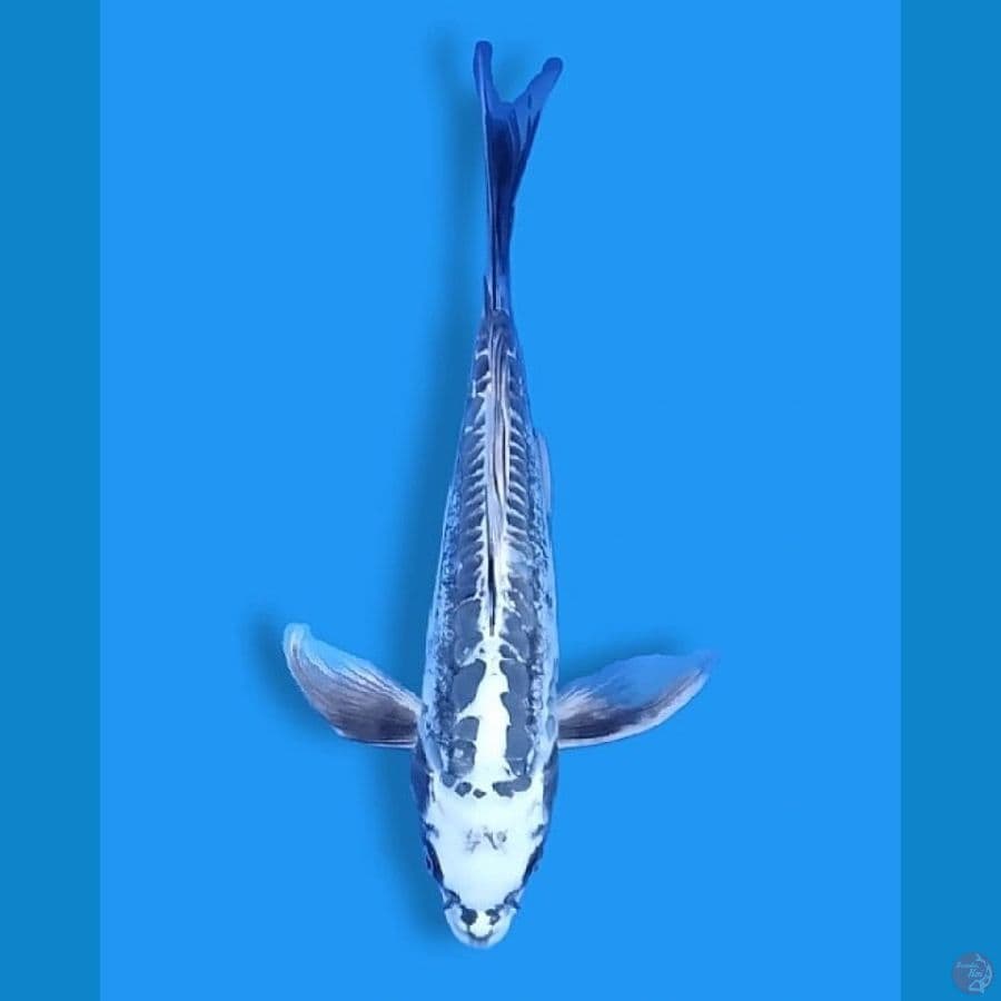 Kumpay 30CM Female
