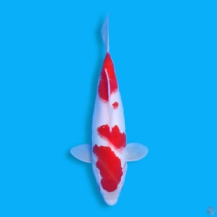Sandan Kohaku 26CM Female