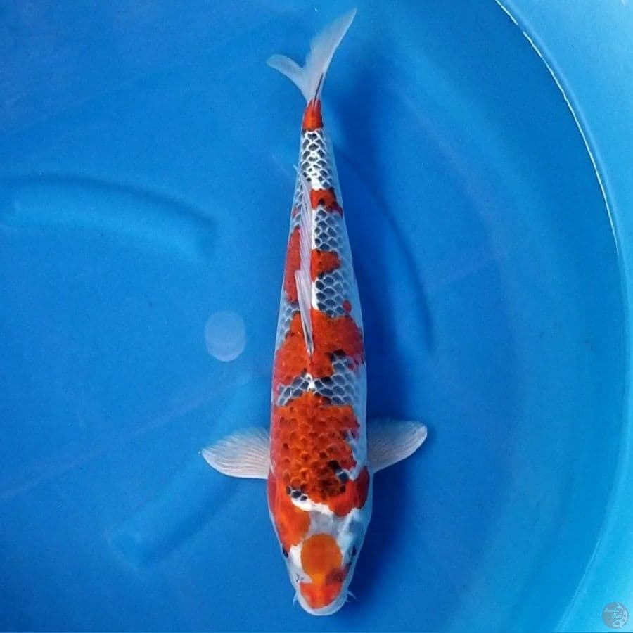 GOSHIKI 42 CM