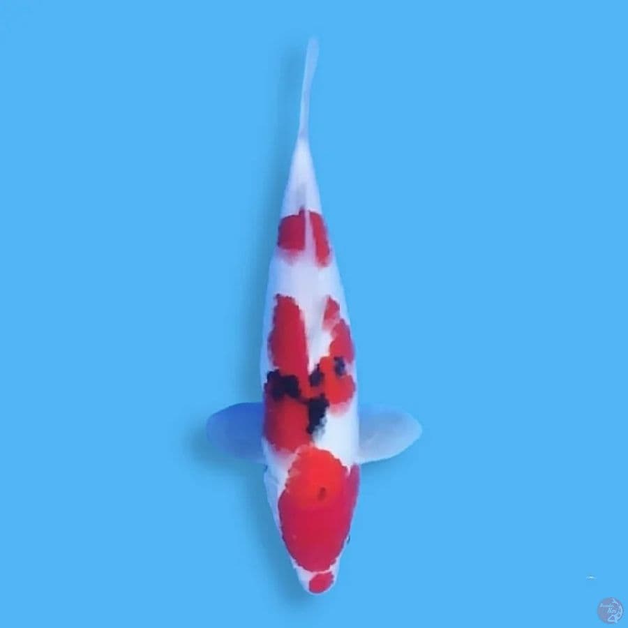 Kucibeni Sanke 30CM Female