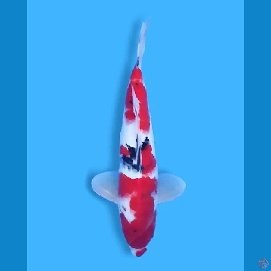 Sanke 30CM Male