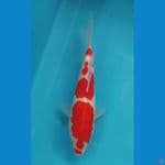 Kohaku size 19 cm