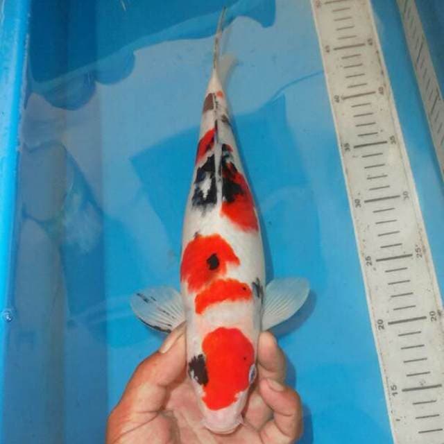 SANSHOKU BONSOR F1