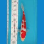 Kohaku size 27 cm 