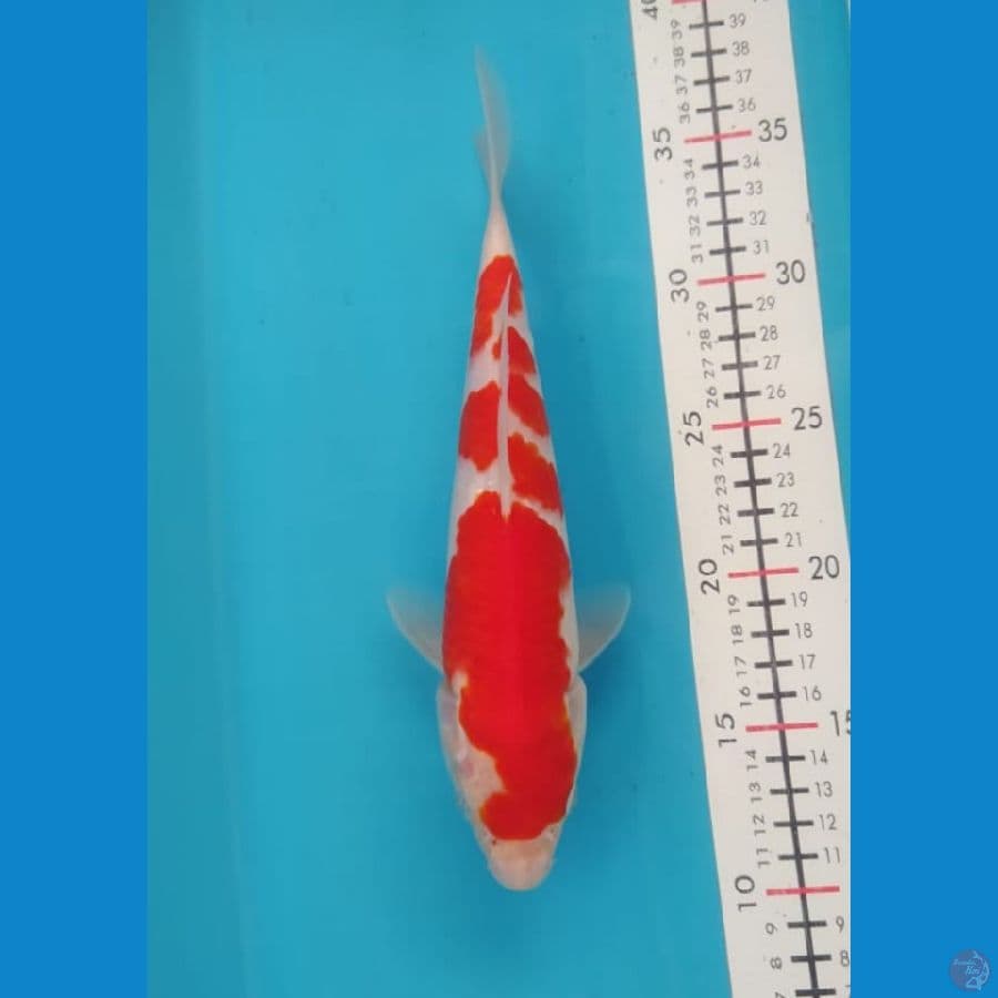 Kohaku size 25 cm