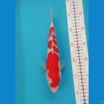 Kohaku size 25 cm