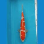 Ginrin kohaku size 30 cm