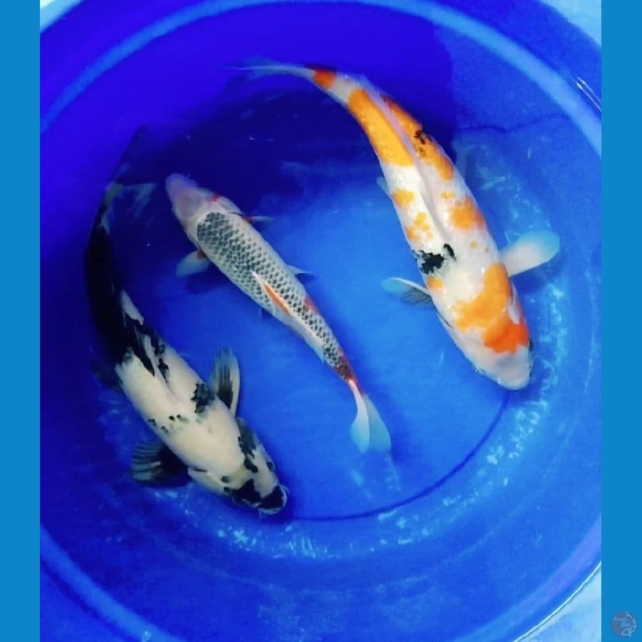 mix 40up showa ginrin ,shiro 39,asagi 30bu 