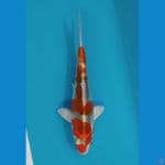 Kujaku size 17 cm 