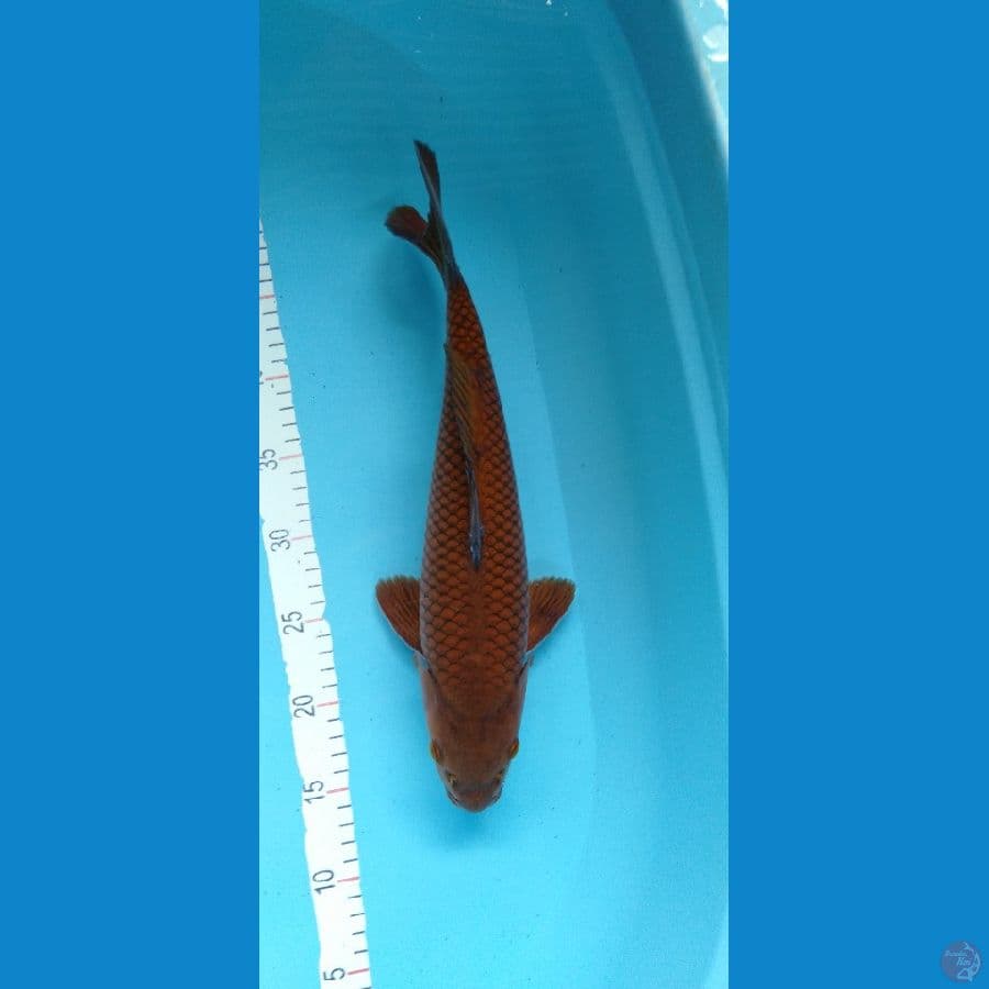 Chagoi Tembaga M 38cm
