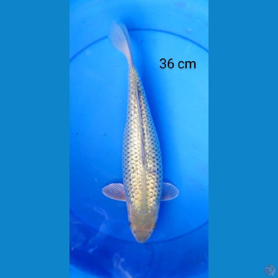 soragoi ginrin punuk 36 cm