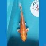 orenji ogon SQ 23cm juara 2