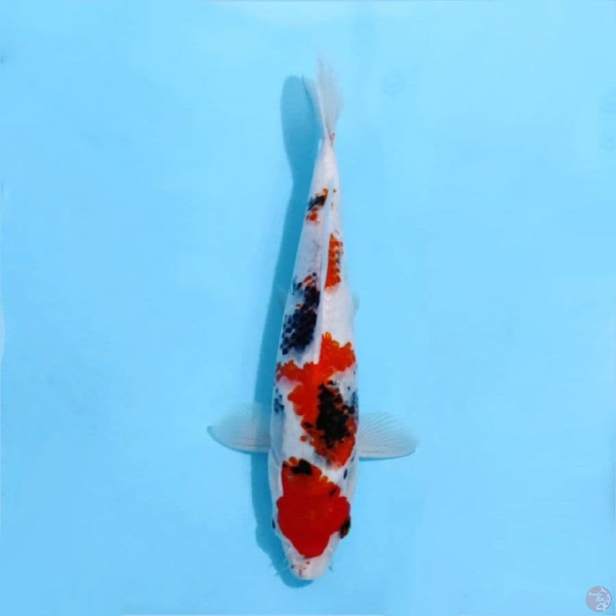 ٦ maruten showa tategoi size 25cm ml