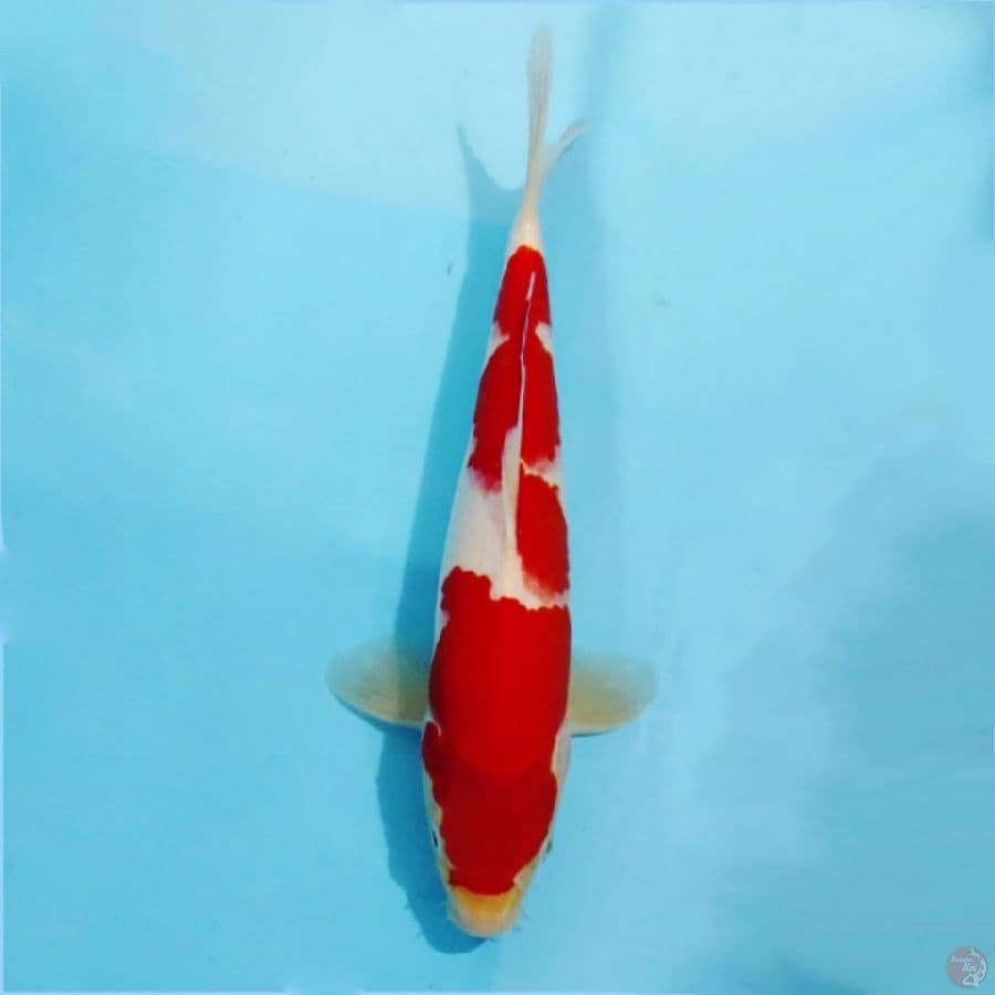 ٧ kohaku red strong size 25cm ml
