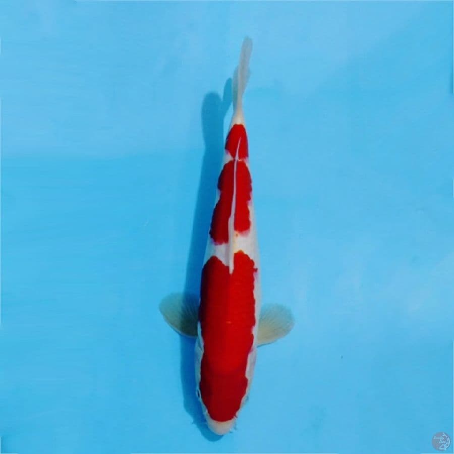 ١٠ Kohaku merah solid HQ size 29cm ml