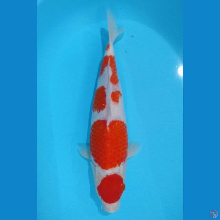 kohaku 44cm