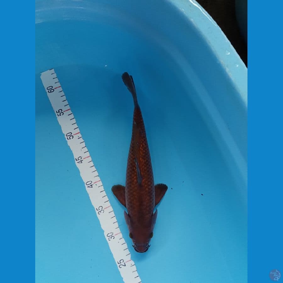 Chagoi Tembaga ginrin full 32cm