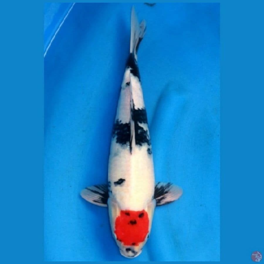 tancho showa 45 cm
