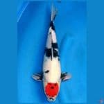 tancho showa 45 cm