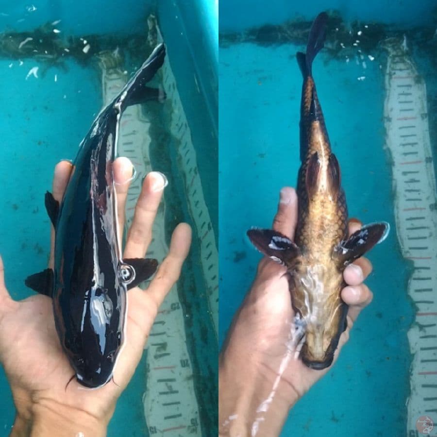 karasu tembus perut