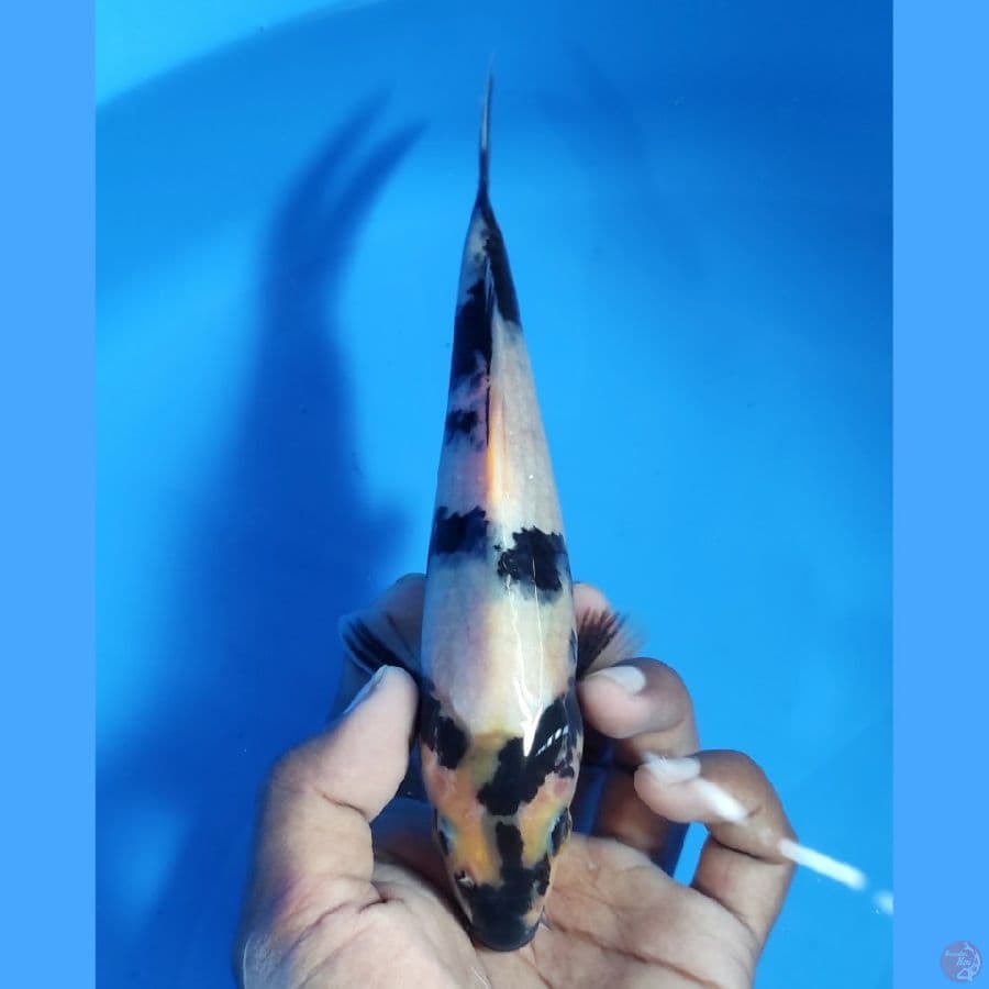 Shiro Utsuri 19CM - Bahan KC