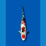 Sanke 44cm/Male