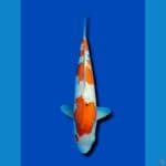 Sanke 45cm/male