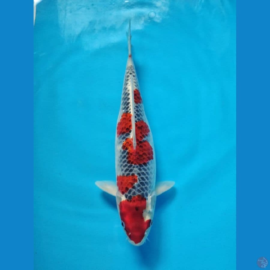 goshiki 34cm 