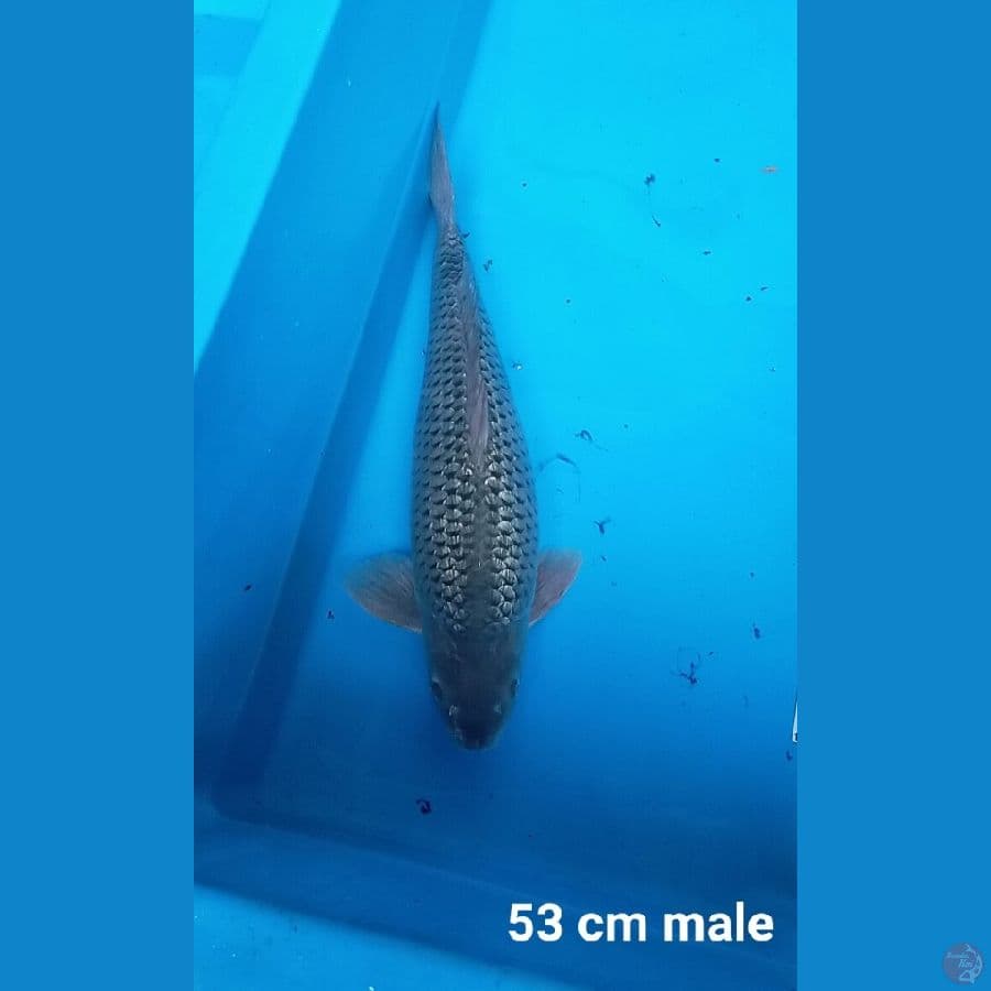 Jumbo Soragoi ginrin 
