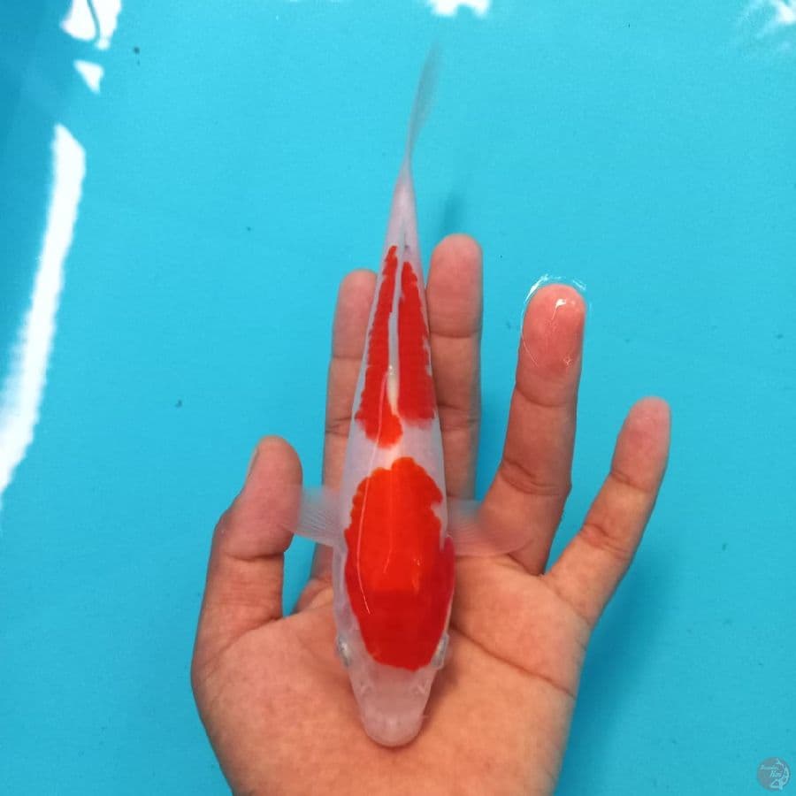 Kohaku 20CM
