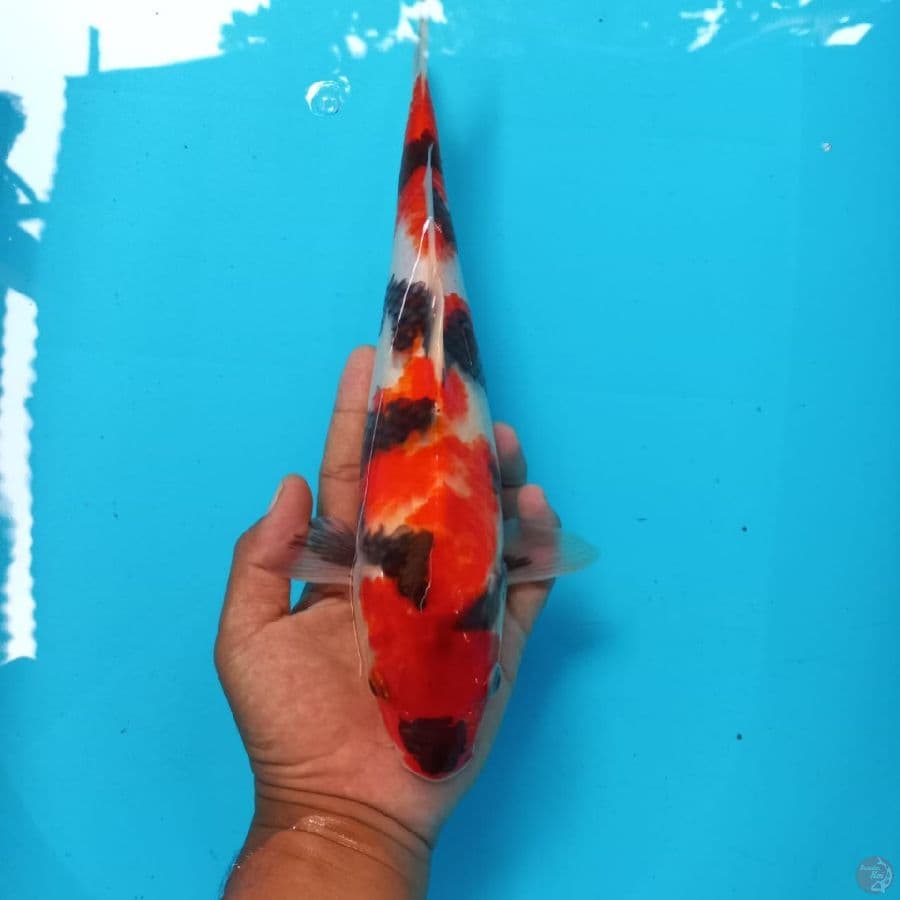 Showa 32cm