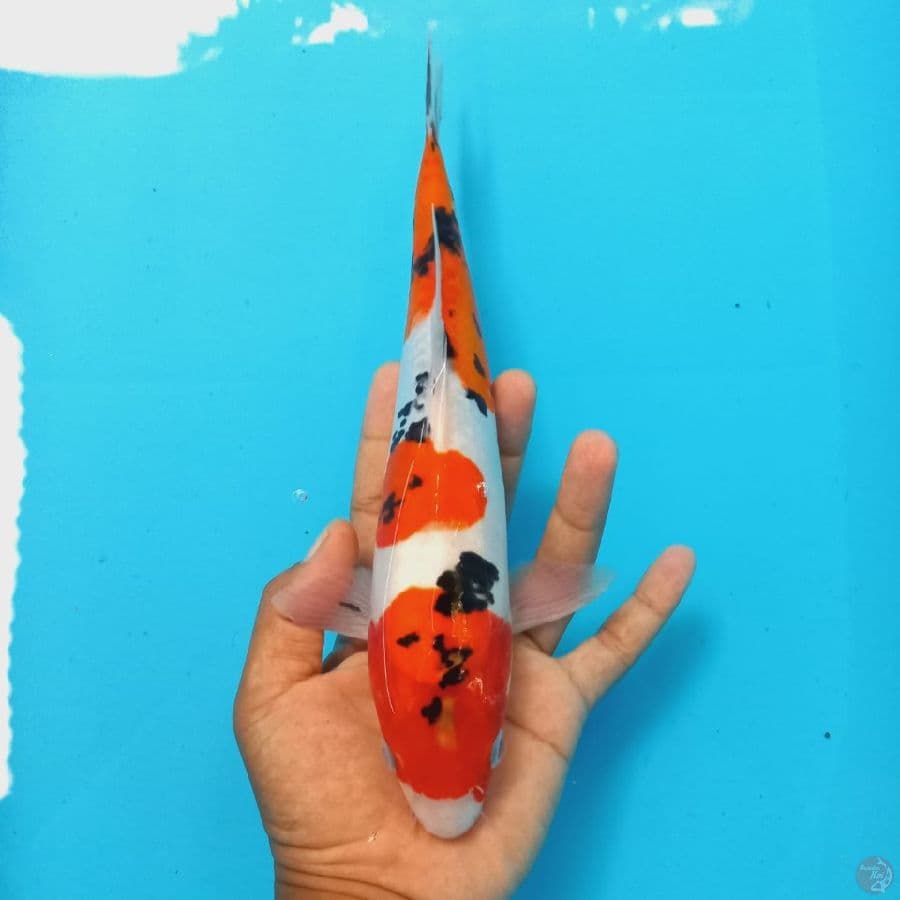 SANKE 28CM