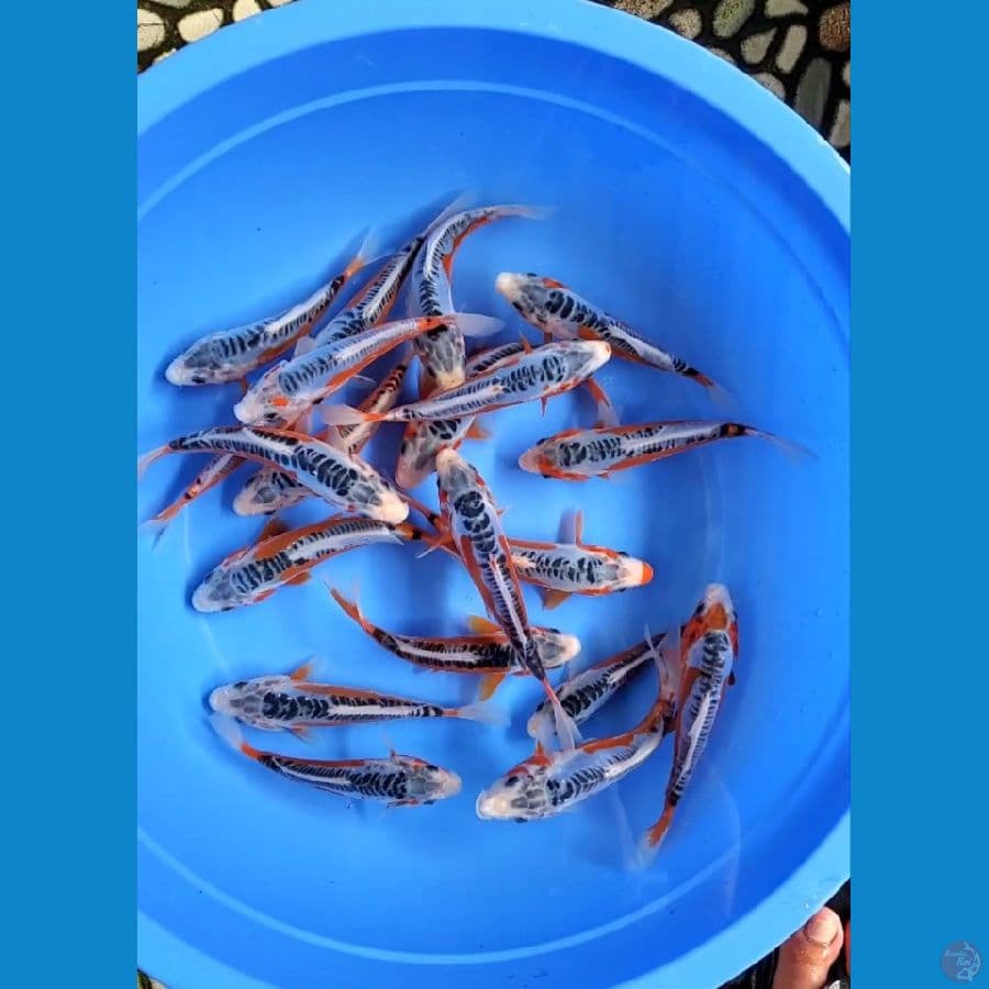 PAKET HANA SHUSUI
