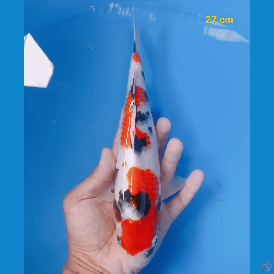 showa 27 cm
