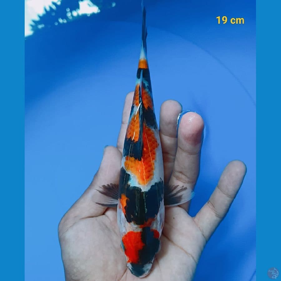 Showa 19 cm