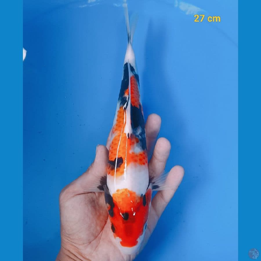 Showa 27 cm