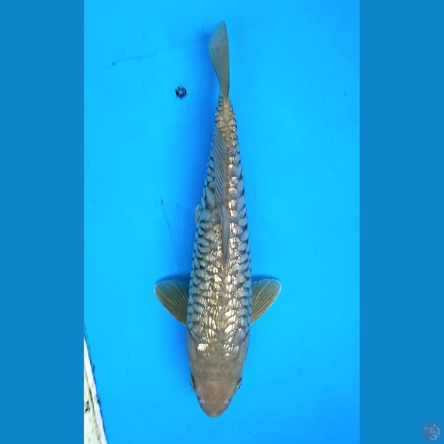 Midori aragoke ginrin 31cm male